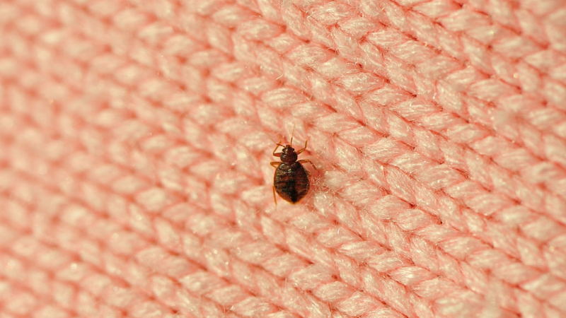 Eliminate Bed Bugs Step By Step
