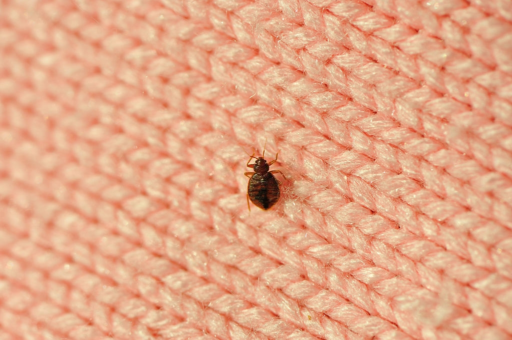 Eliminate Bed Bugs Step By Step