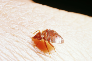 How to Identify bed bugs