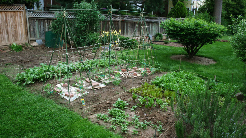 How to start a vegetable garden from scratch?