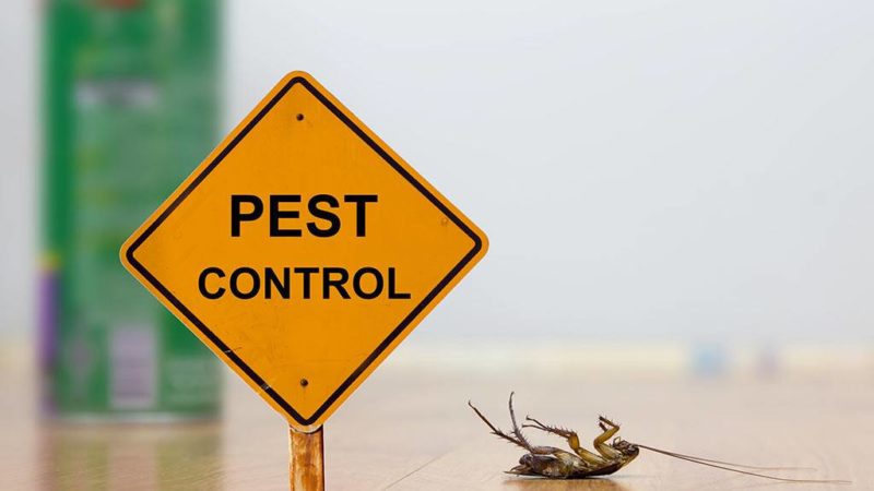 Why Do You Need Pest Control?