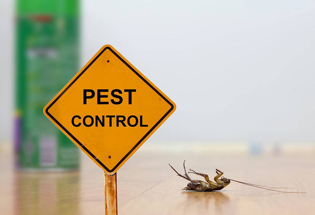 Why Do You Need Pest Control?
