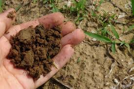 soil test for vegetable garden