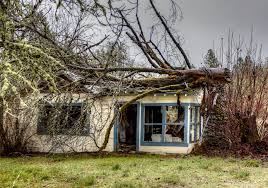 What to Do When a Tree Falls on Your House