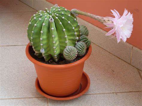 15 Types of Indoor Cactus That Can Add Charm To Your House
