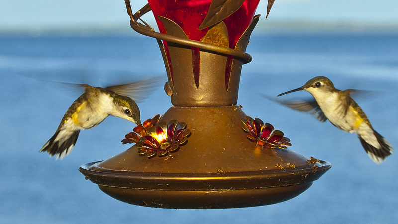 Hummingbird Feeder – Recipe, Homemade Feeder, and more