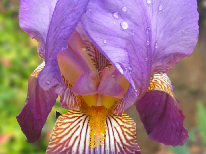 Iris Flower – All You Want To Know About Them