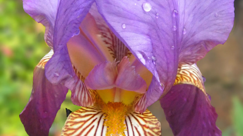 Iris Flower – All You Want To Know About Them