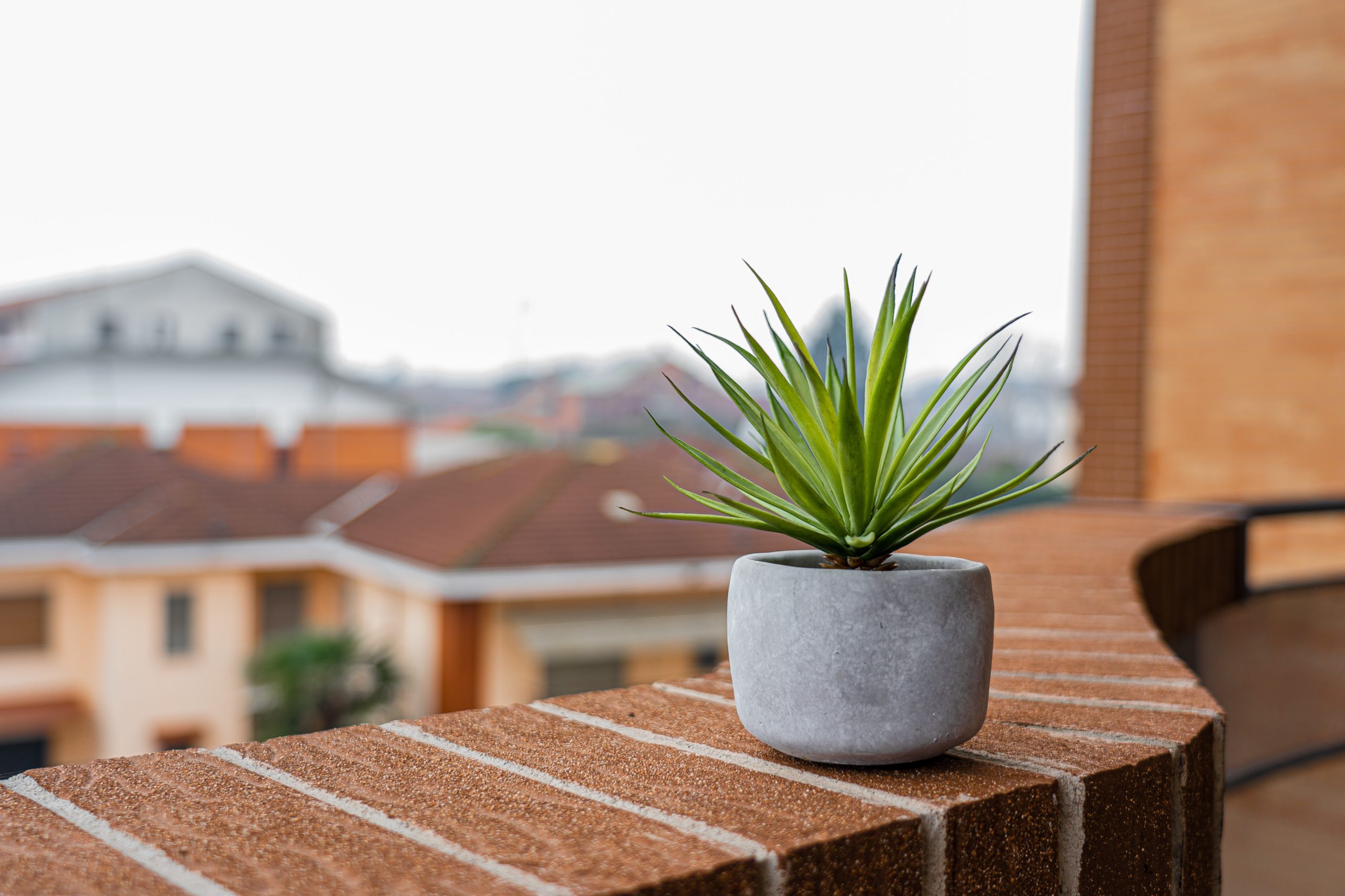 Best Plants for Balcony to Locate Bloom to Your Home