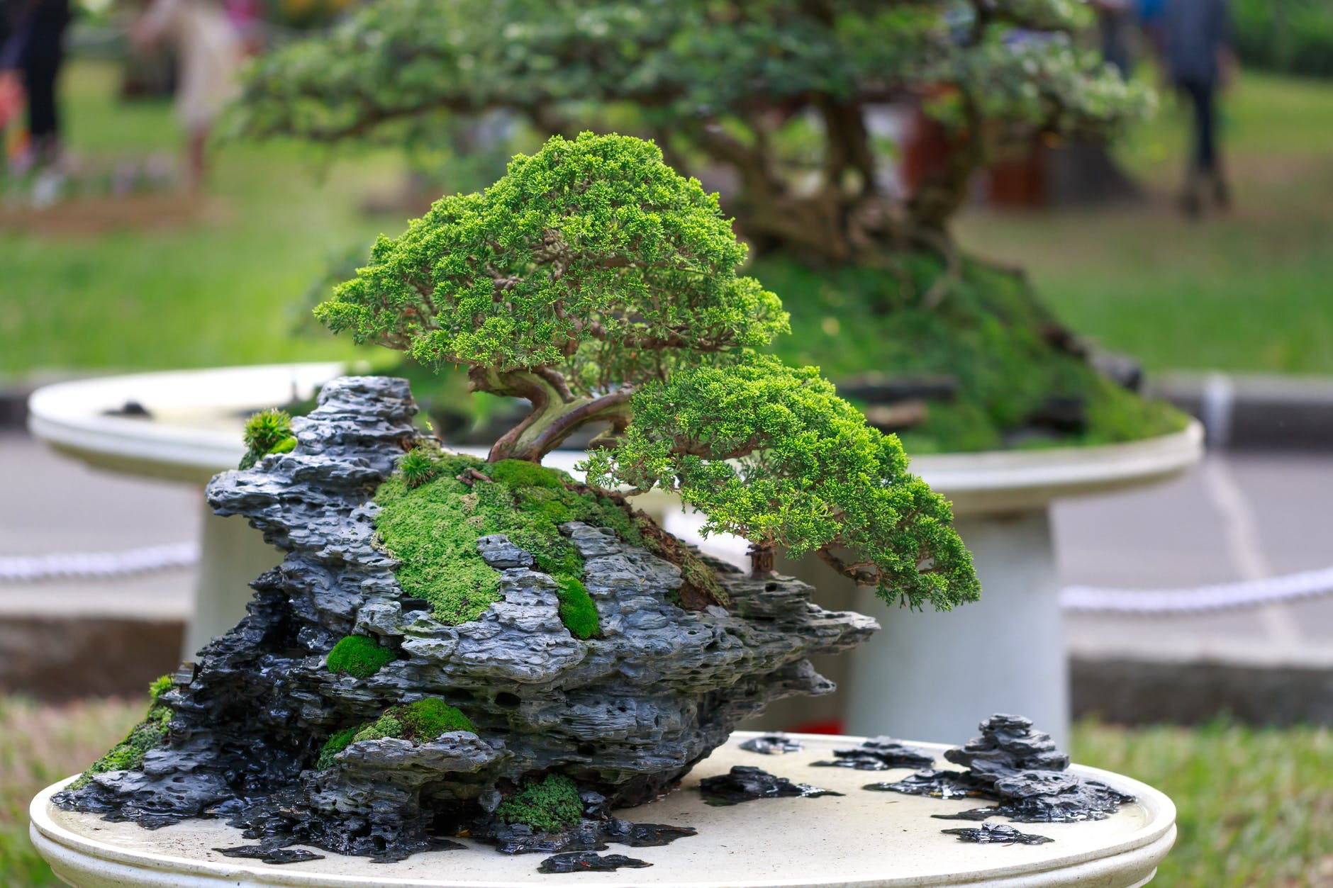 Best Bonsai Trees For Your House Garden