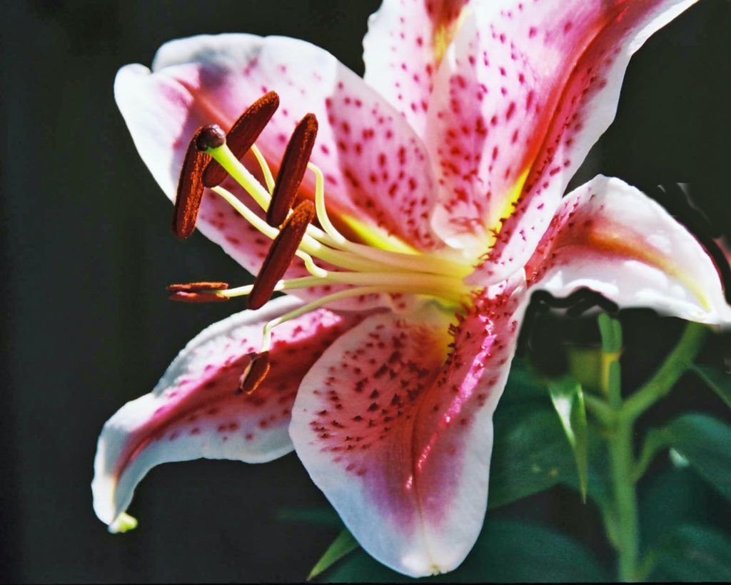 lily, a spring flowering bulb