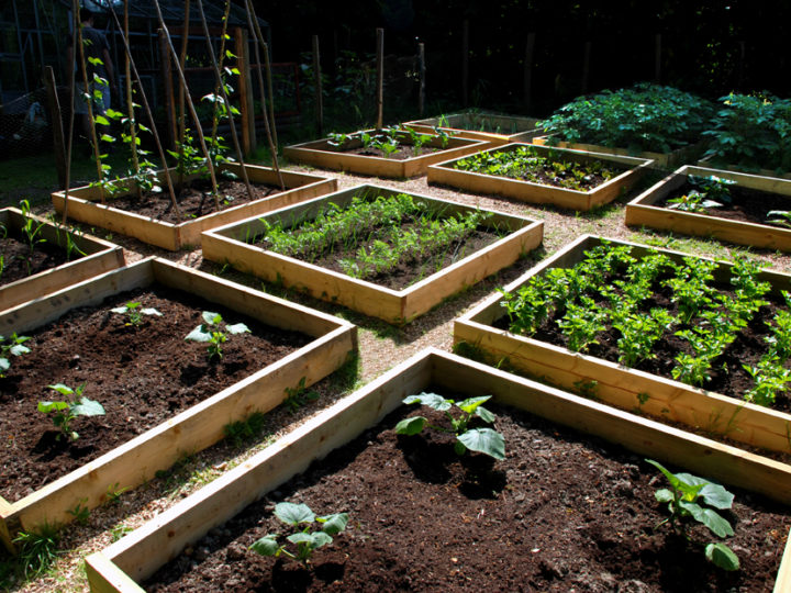 Full Guide On How To Make A Raised Garden Bed At Home
