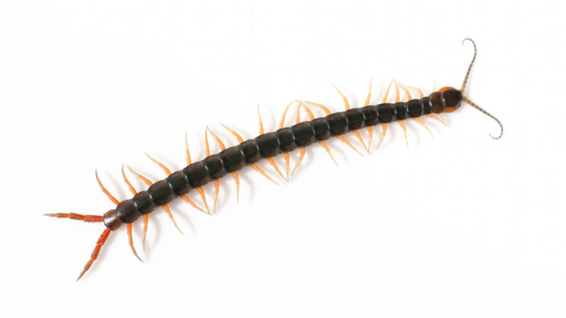 Some Natural Remedies to Get Rid of Centipedes