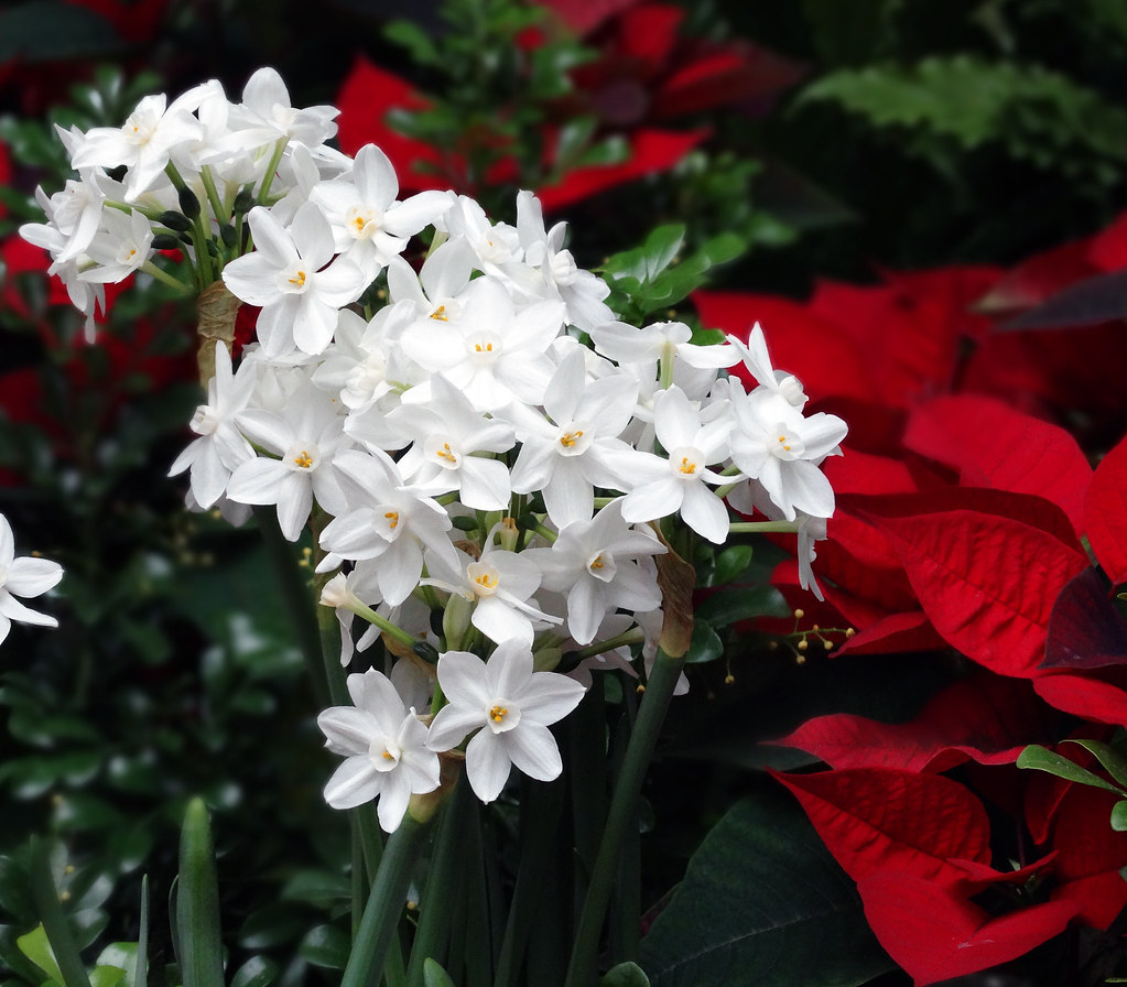 Paperwhites as Christmas flowers