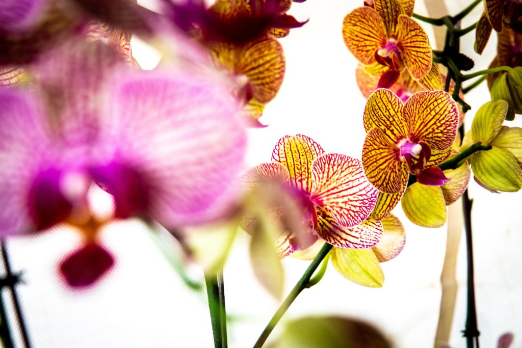 Phalaenopsis Orchid as Christmas flowers