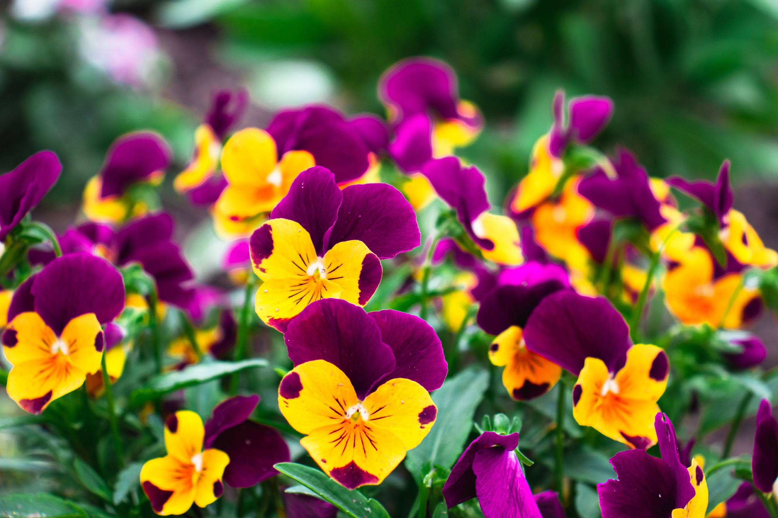 Outdoor Winter Plants to Add Colors to Your Winter Garden