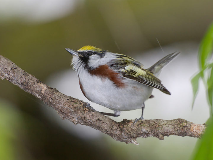 13 Best Wild Ohio Birds To See In USA