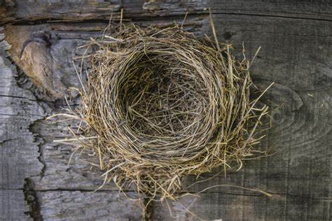 How To Remove Bird’s Nest? Tips And Precautions On Bird Nest Removal