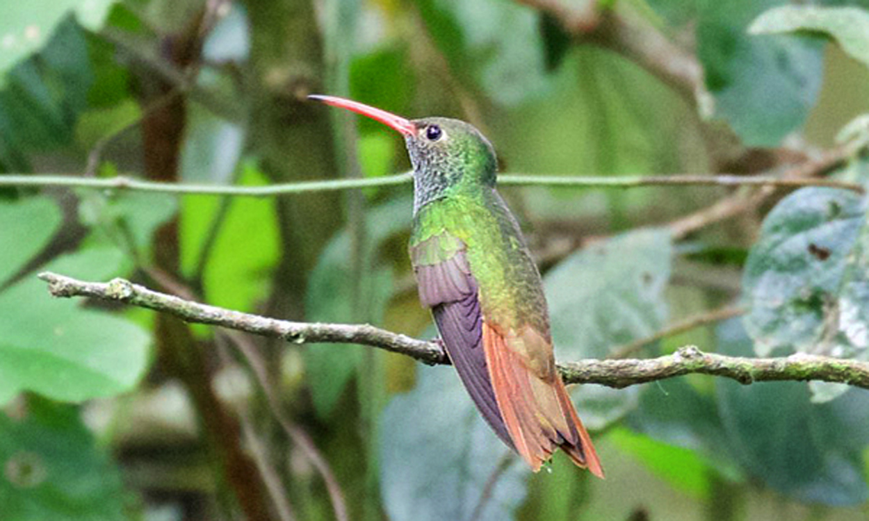 When Do Hummingbirds Migrate?