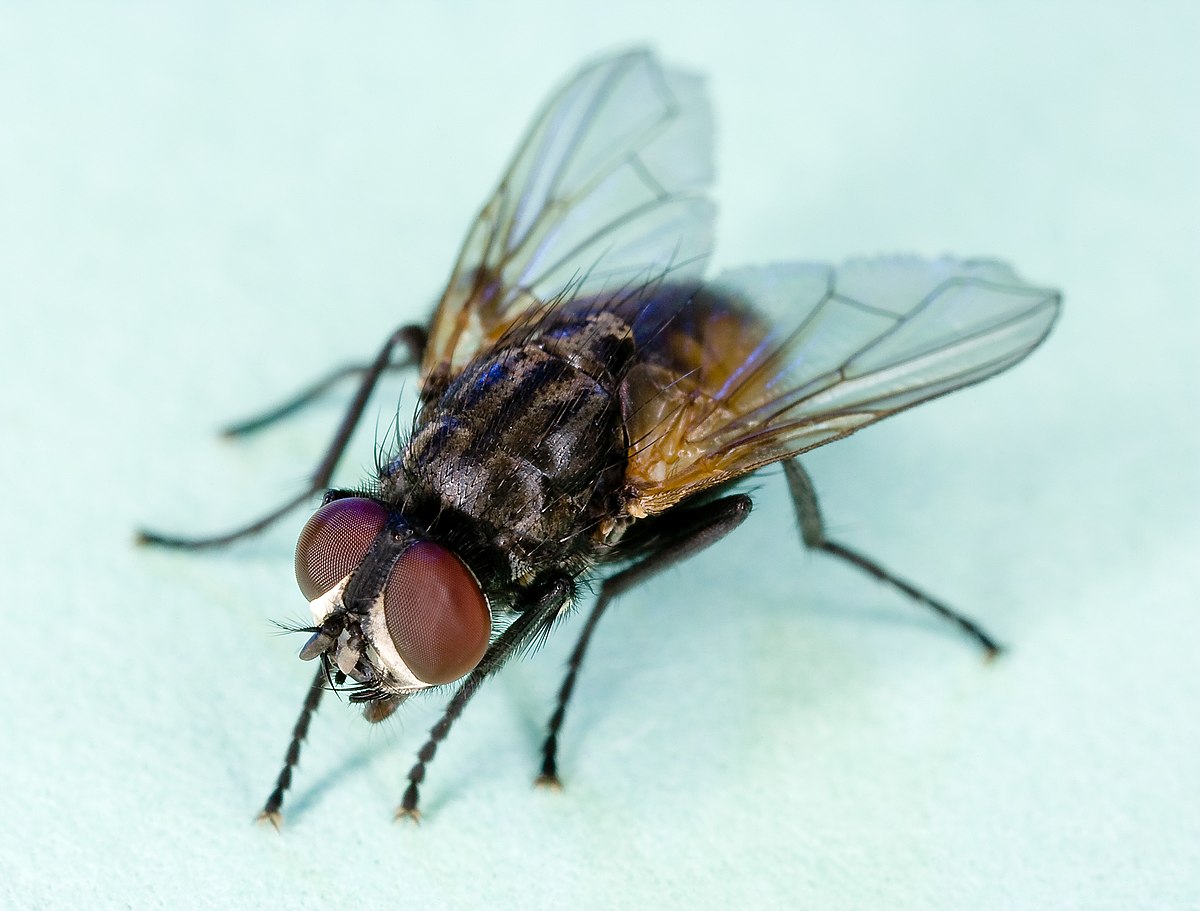 How to Get Rid of House Flies: Home Remedies and Repellents