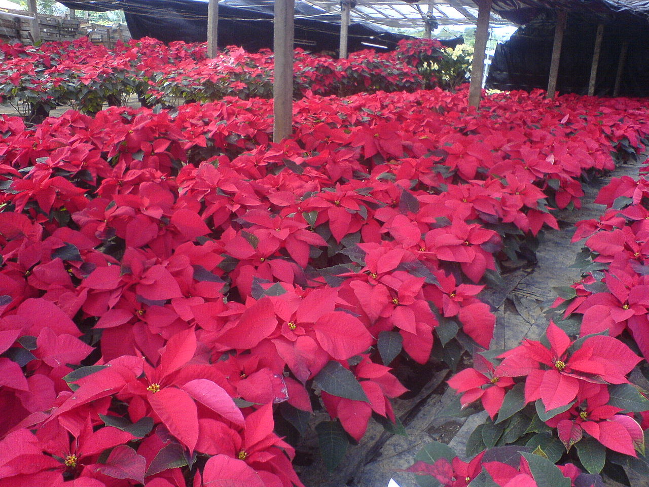 How To Take Poinsettia Care? Tips To Re-Bloom Poinsettia For Beginners