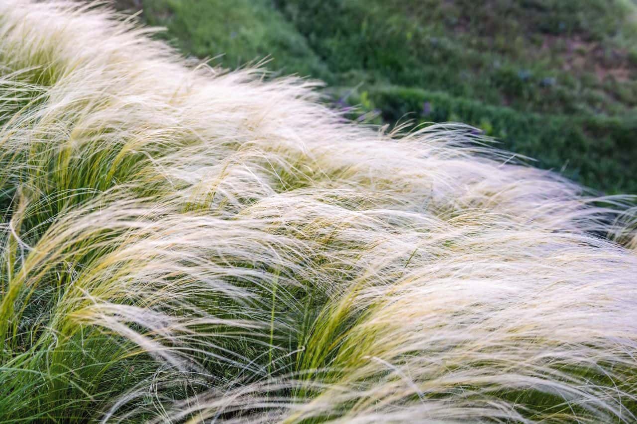 Mexican Feather Grass – Planting and Caring Tips