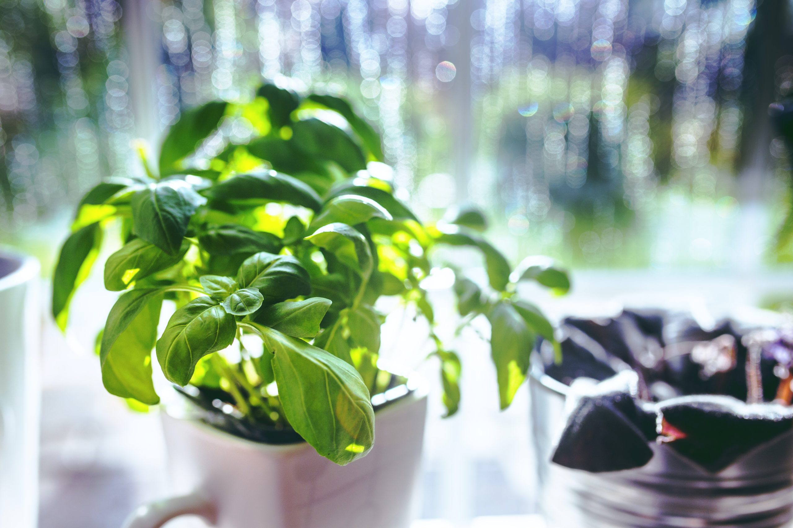 An Ultimate Guide To Basil Plant Care