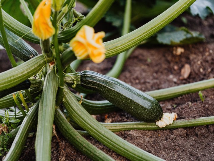 A Compendious Guide For Zucchini Plant Care