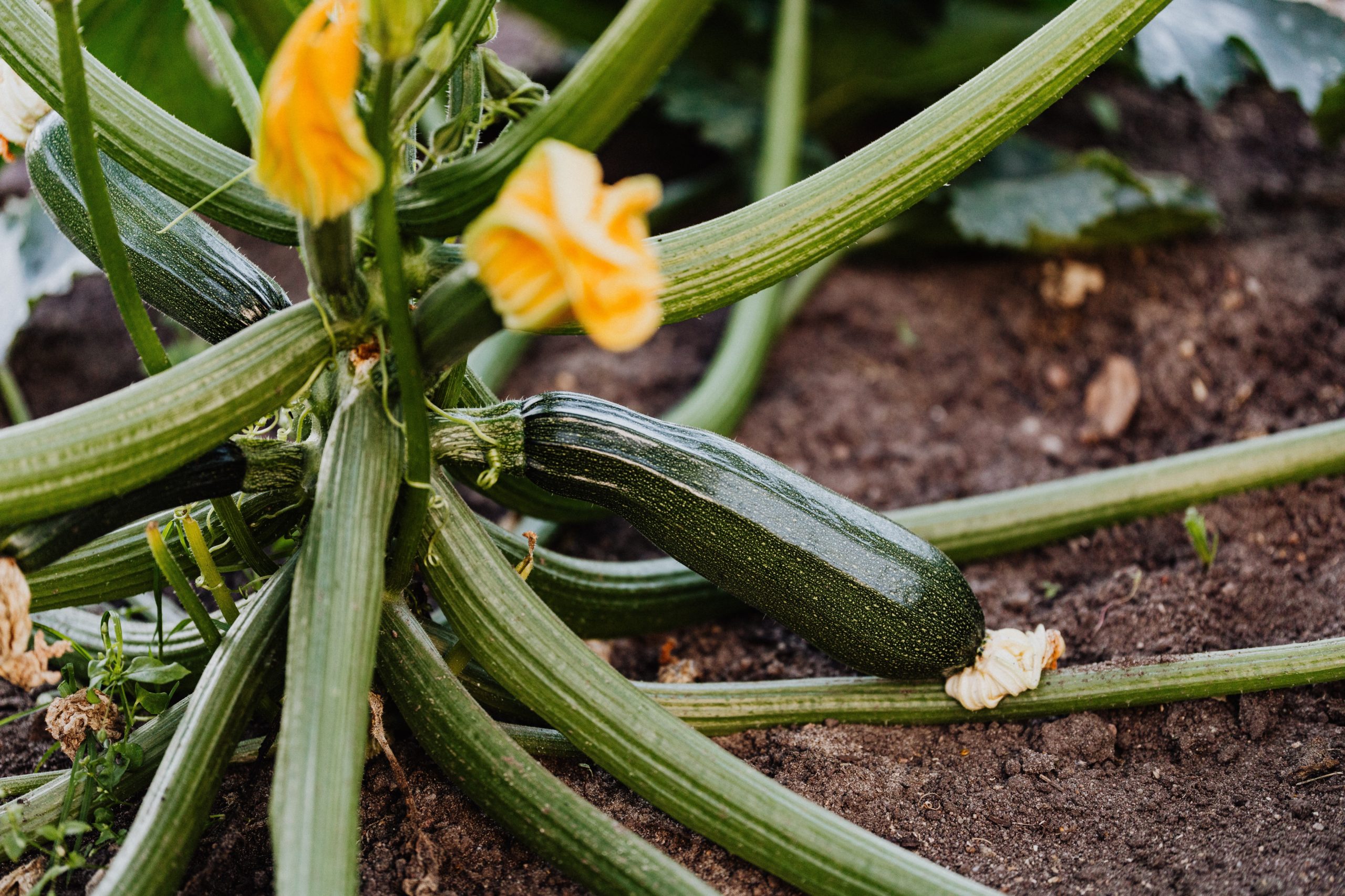 A Compendious Guide For Zucchini Plant Care