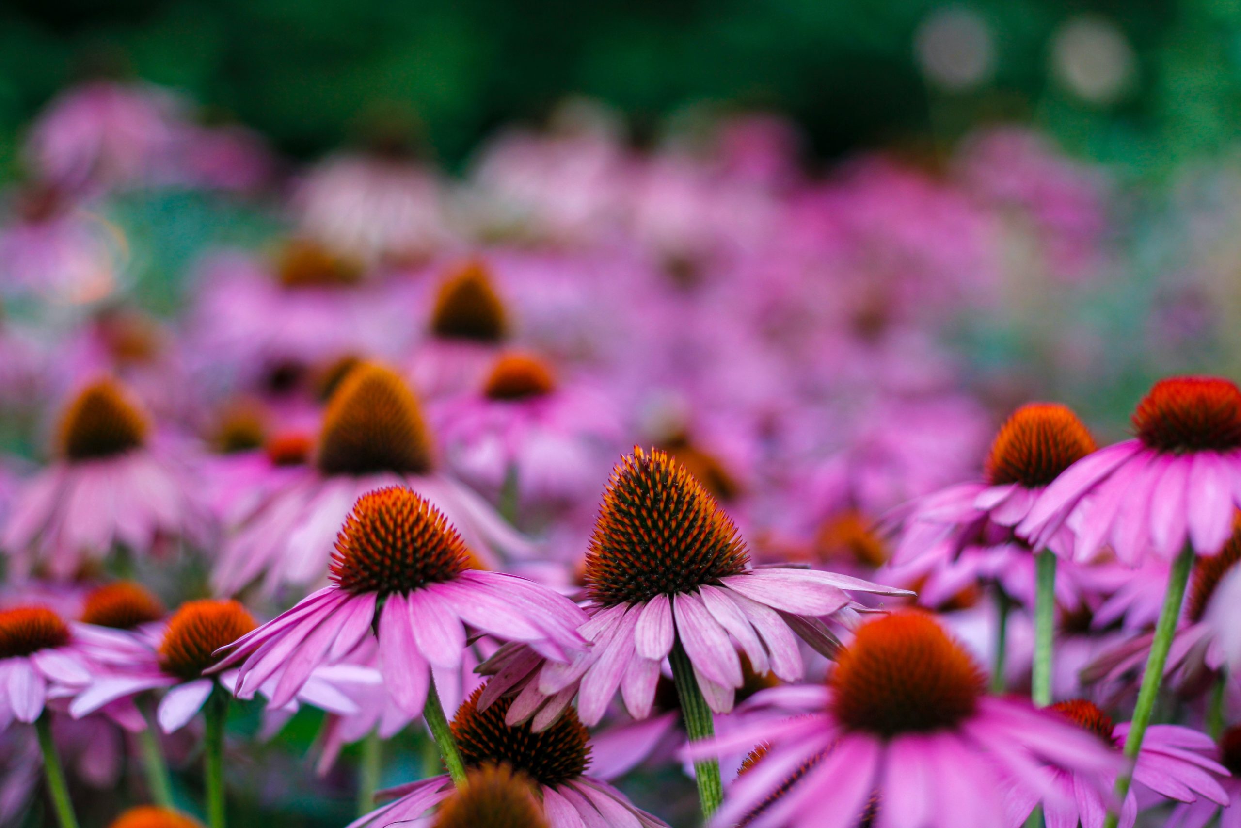 Everything You Need to Know About Echinacea Plant