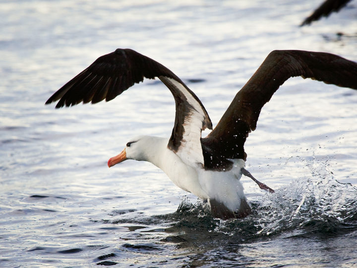 Types of Seabirds To Lookout For When Birdwatching
