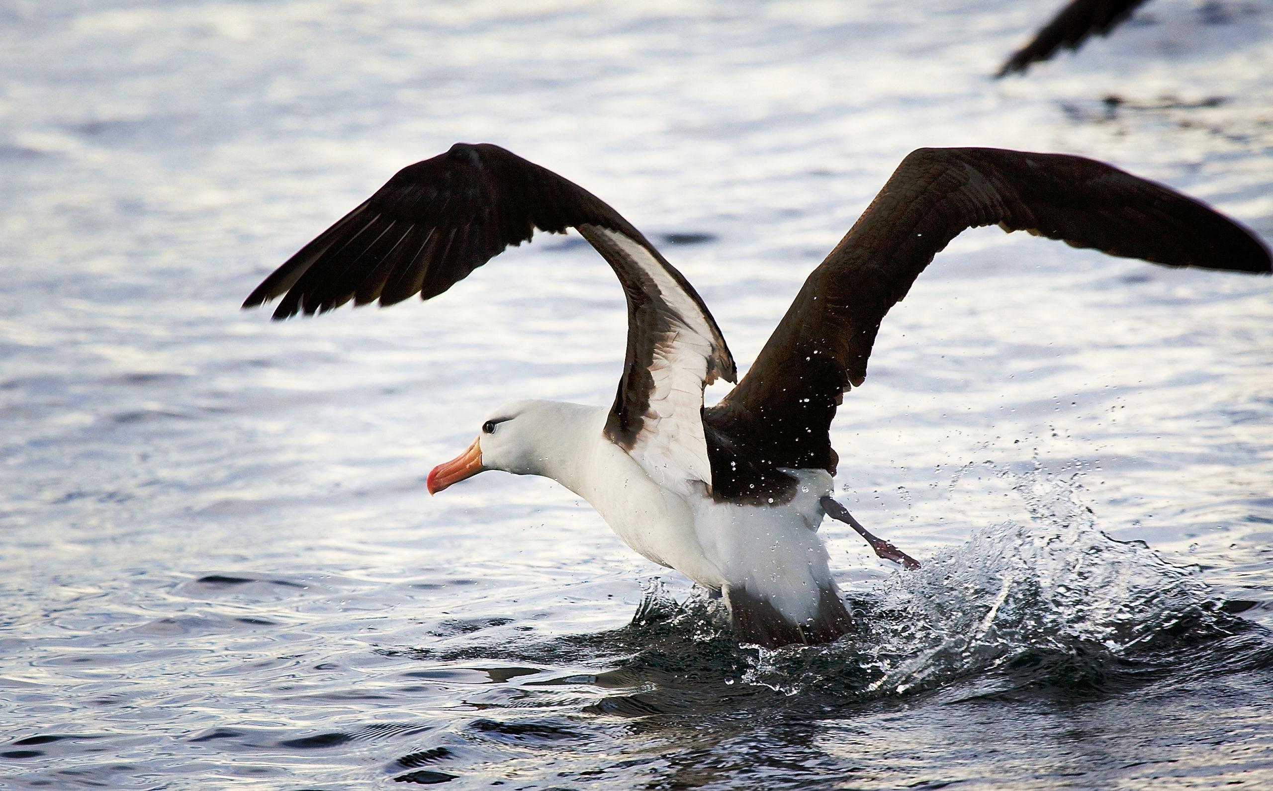 Types of Seabirds To Lookout For When Birdwatching