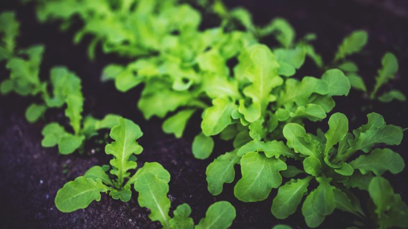 Tips & Tricks To Grow Vegetables Indoors