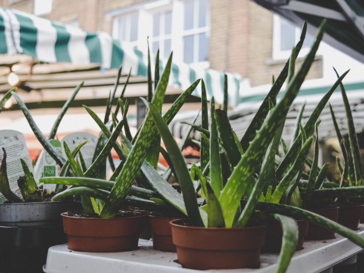 How to Propagate Aloe Vera? – Tips for Propagating and Repotting Aloe