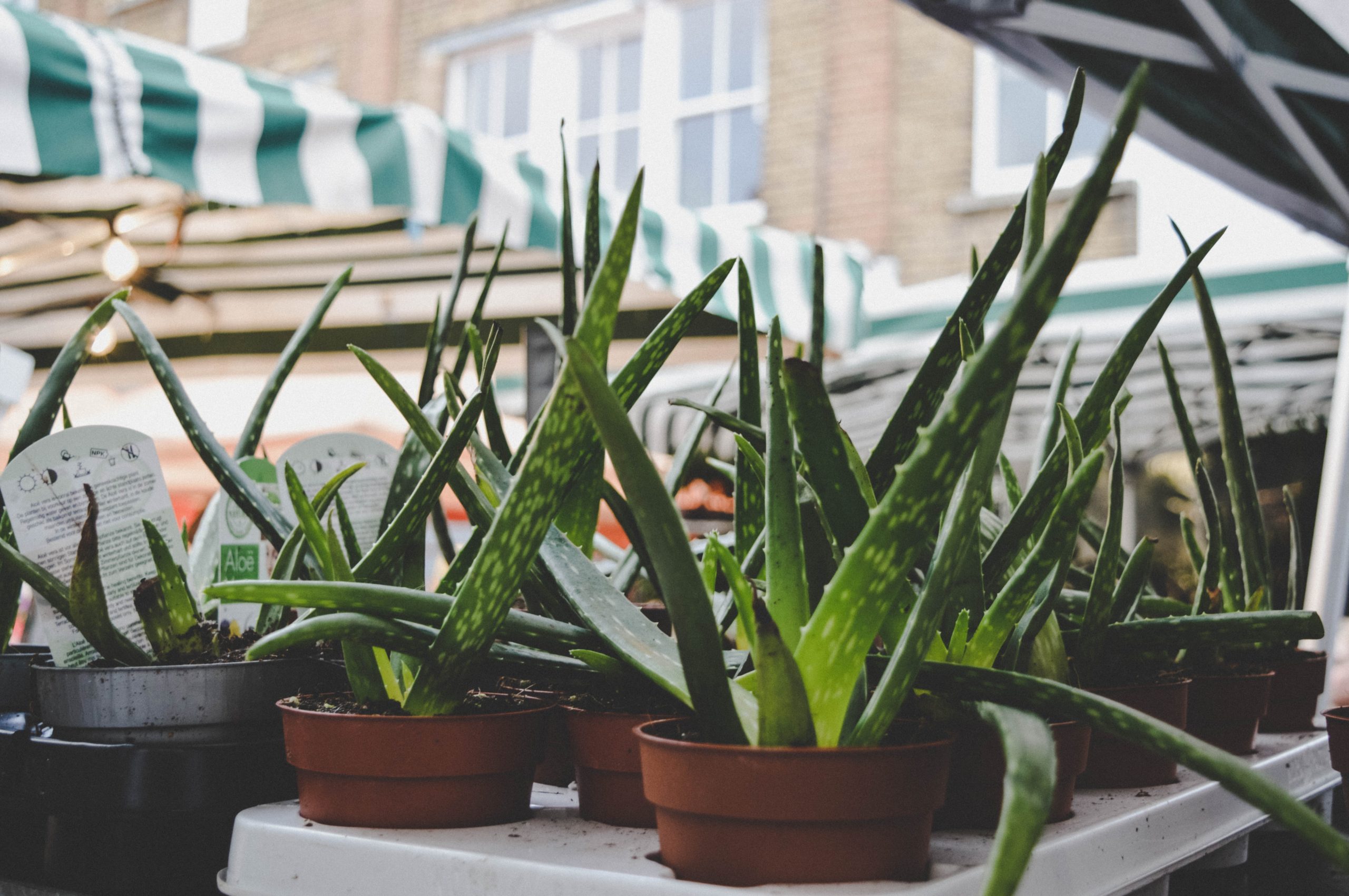 How to Propagate Aloe Vera? – Tips for Propagating and Repotting Aloe