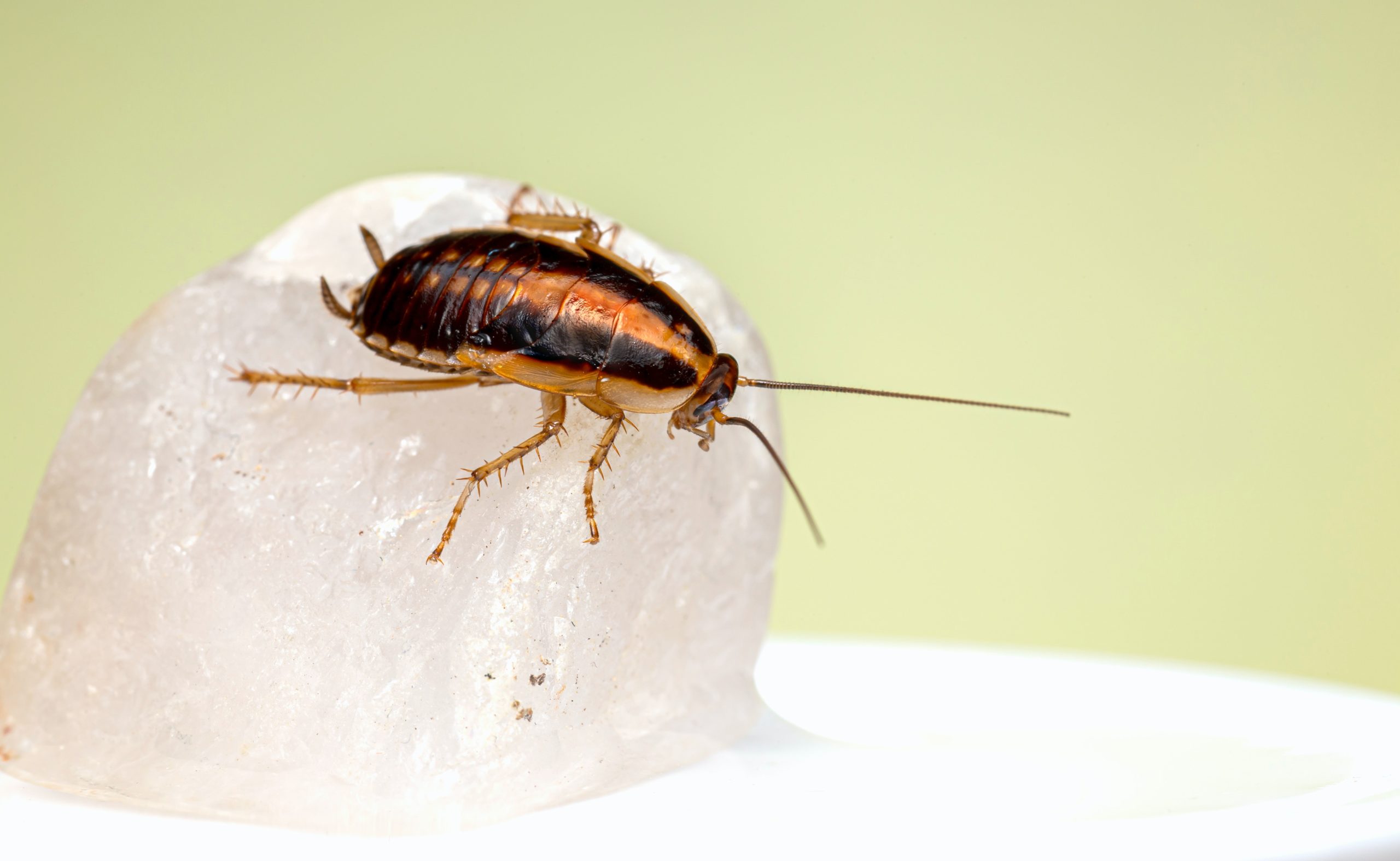 Cockroach Droppings Identification and Reasons For It