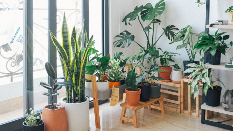 Decorative Plants to Introduce a Lush Green Touch to Your Home Decor