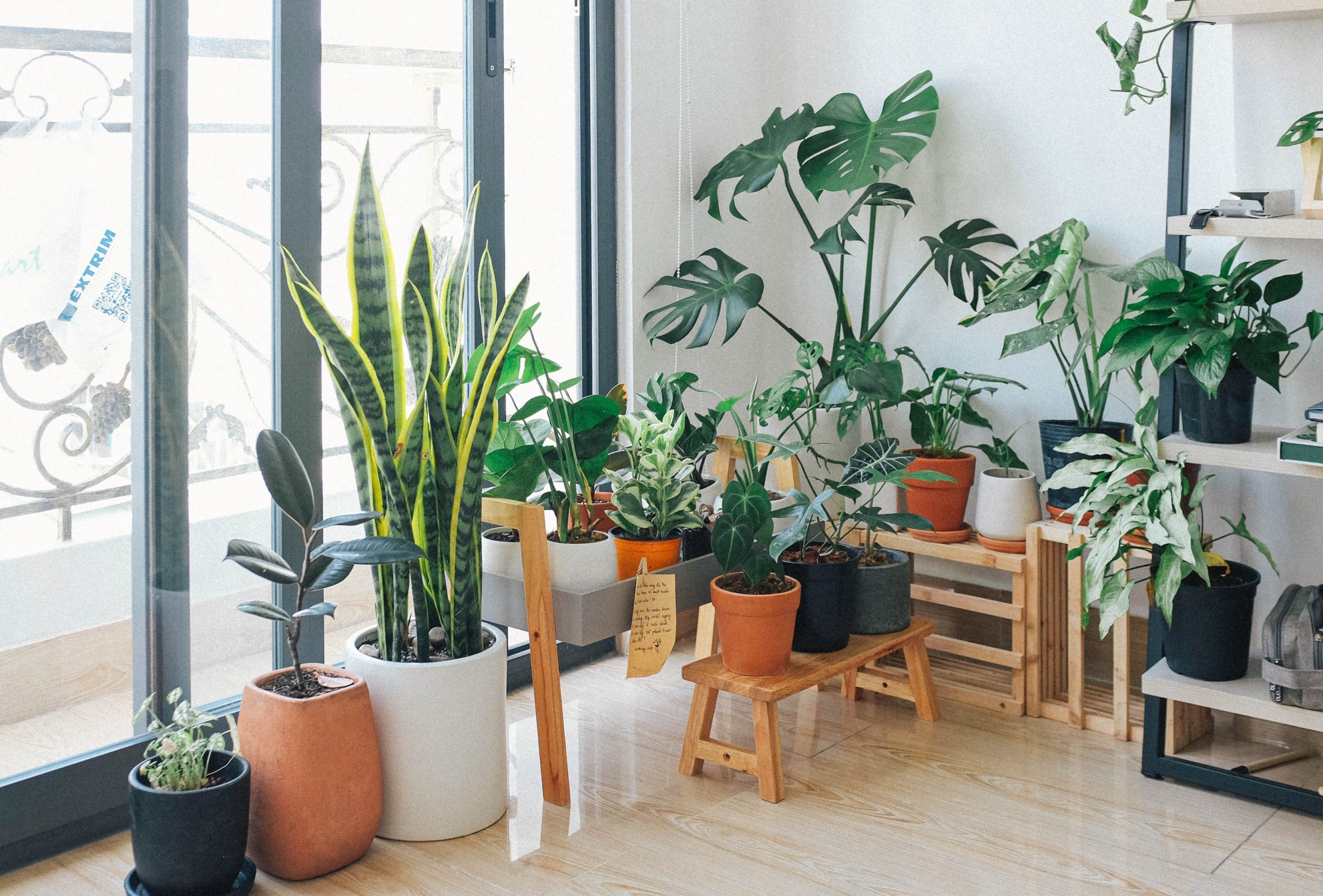 Decorative Plants to Introduce a Lush Green Touch to Your Home Decor