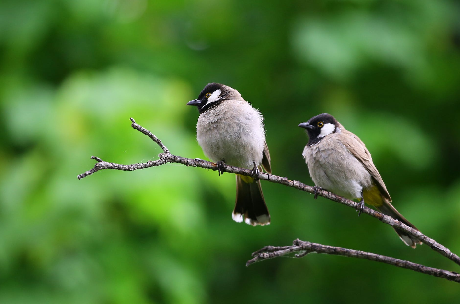 Most Common Backyard Birds of Michigan