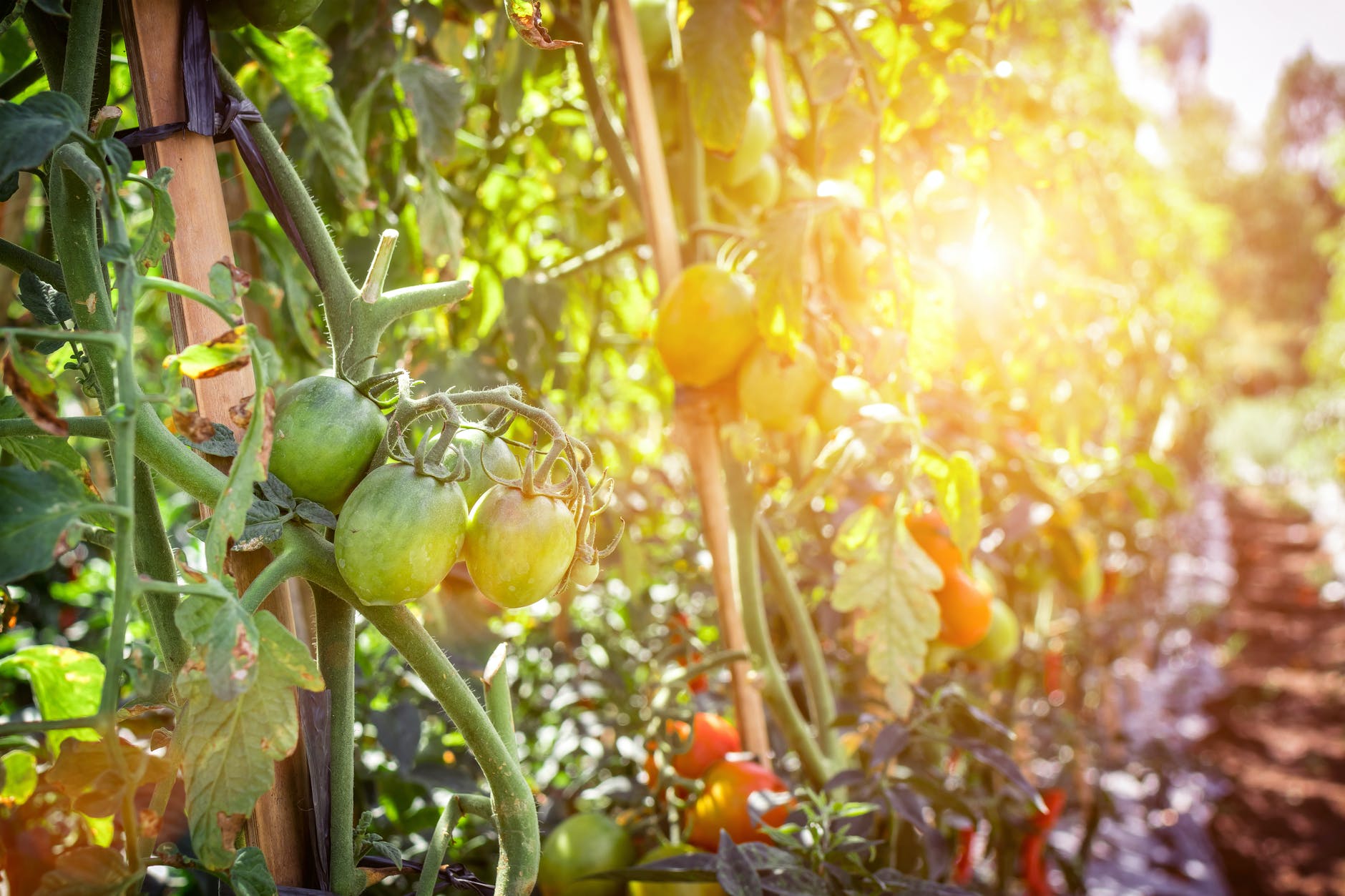 Learn The Right Way To Stake Tomato Plants