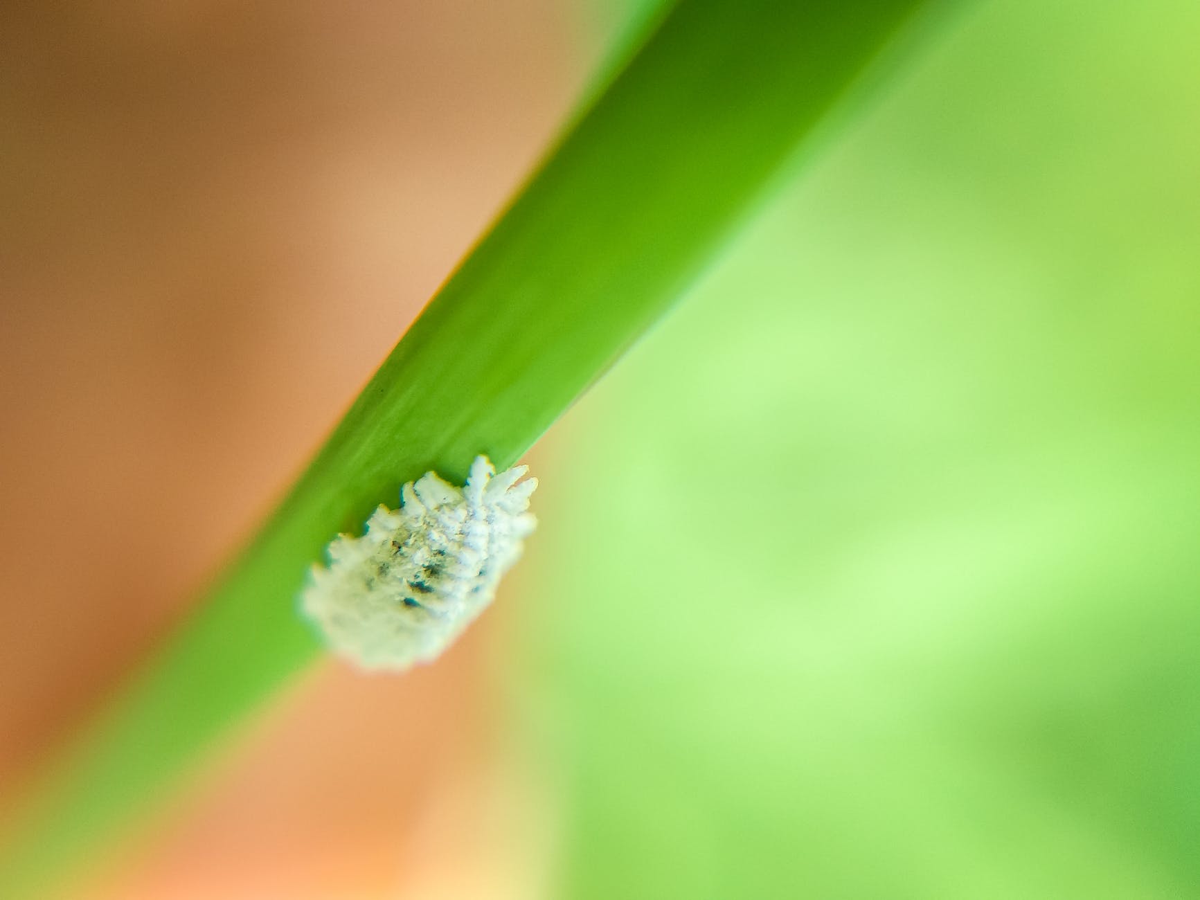 How To Get Rid Of Mealybugs Effectively
