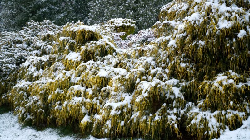 Effective Ways To Protect Your Garden From Frost