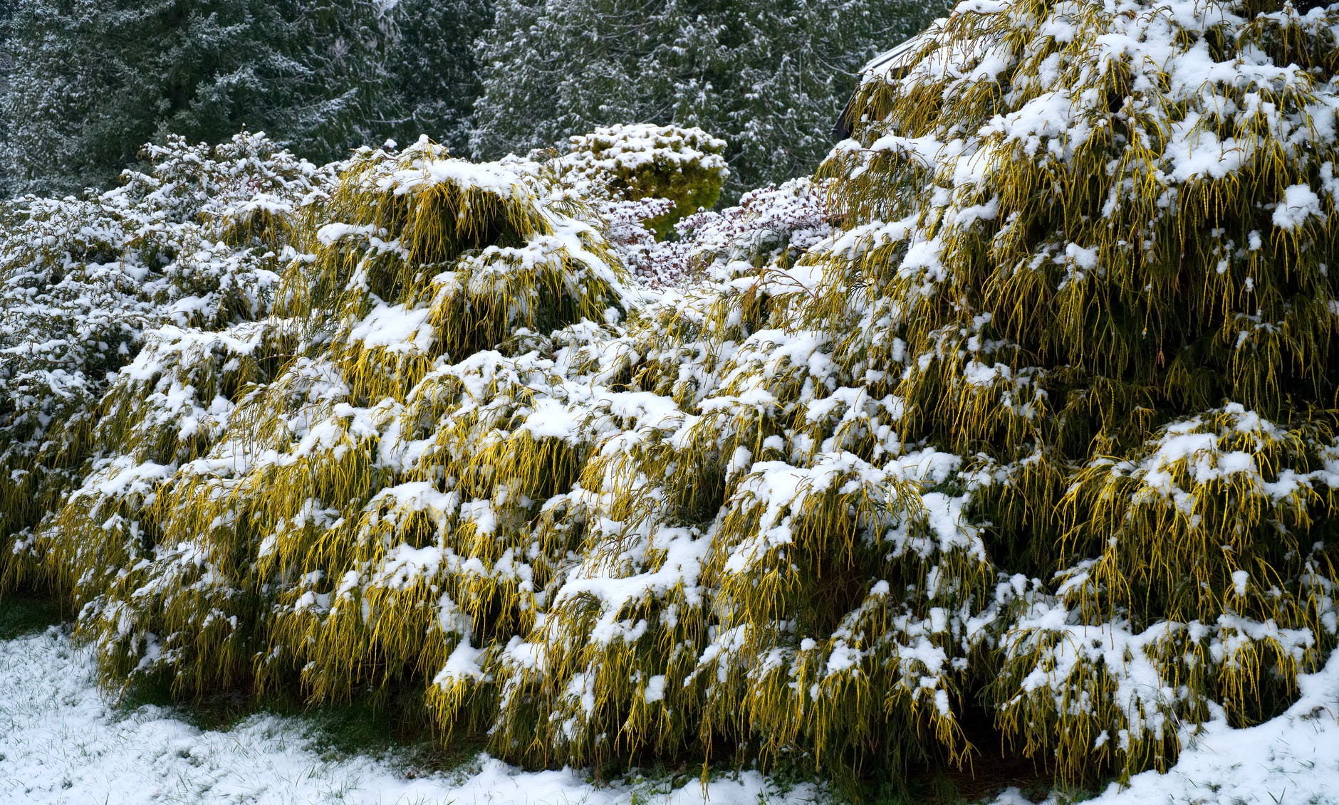 Effective Ways To Protect Your Garden From Frost