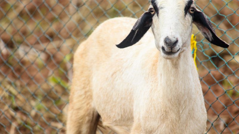 How to Start Goat Farming? – Tips and Benefits of Rearing Goats