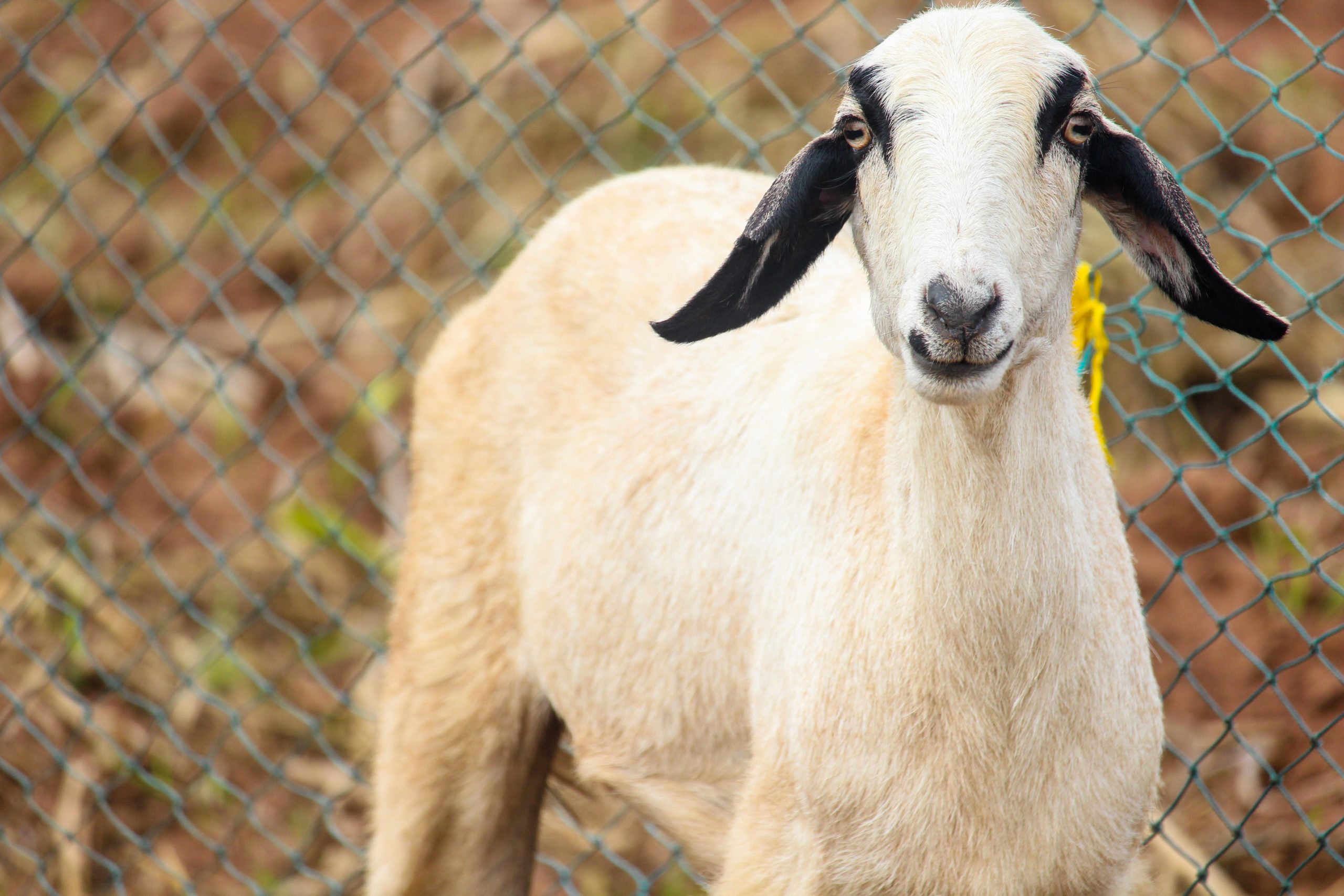 How to Start Goat Farming? – Tips and Benefits of Rearing Goats