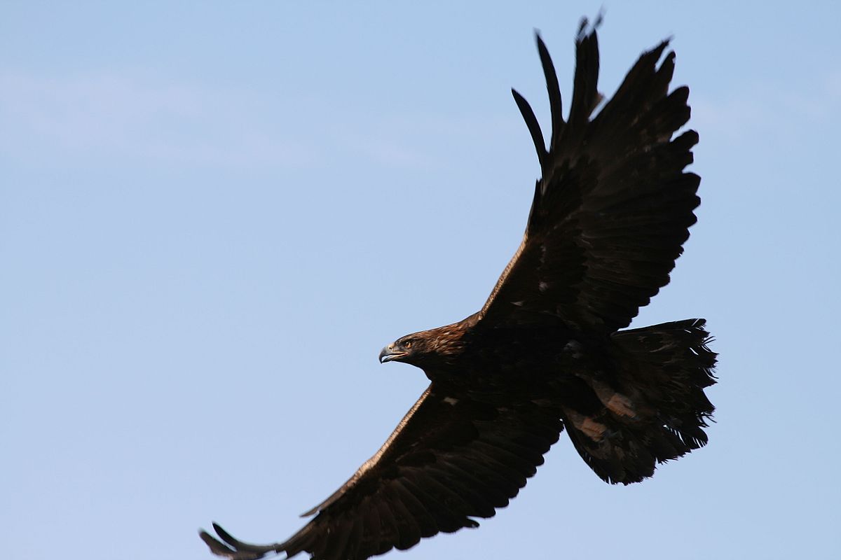 13 Beautiful Colorado Birds To Watch