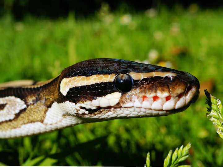 Best Snake Repellent Plants To Keep Snakes Away From Your Home & Garden