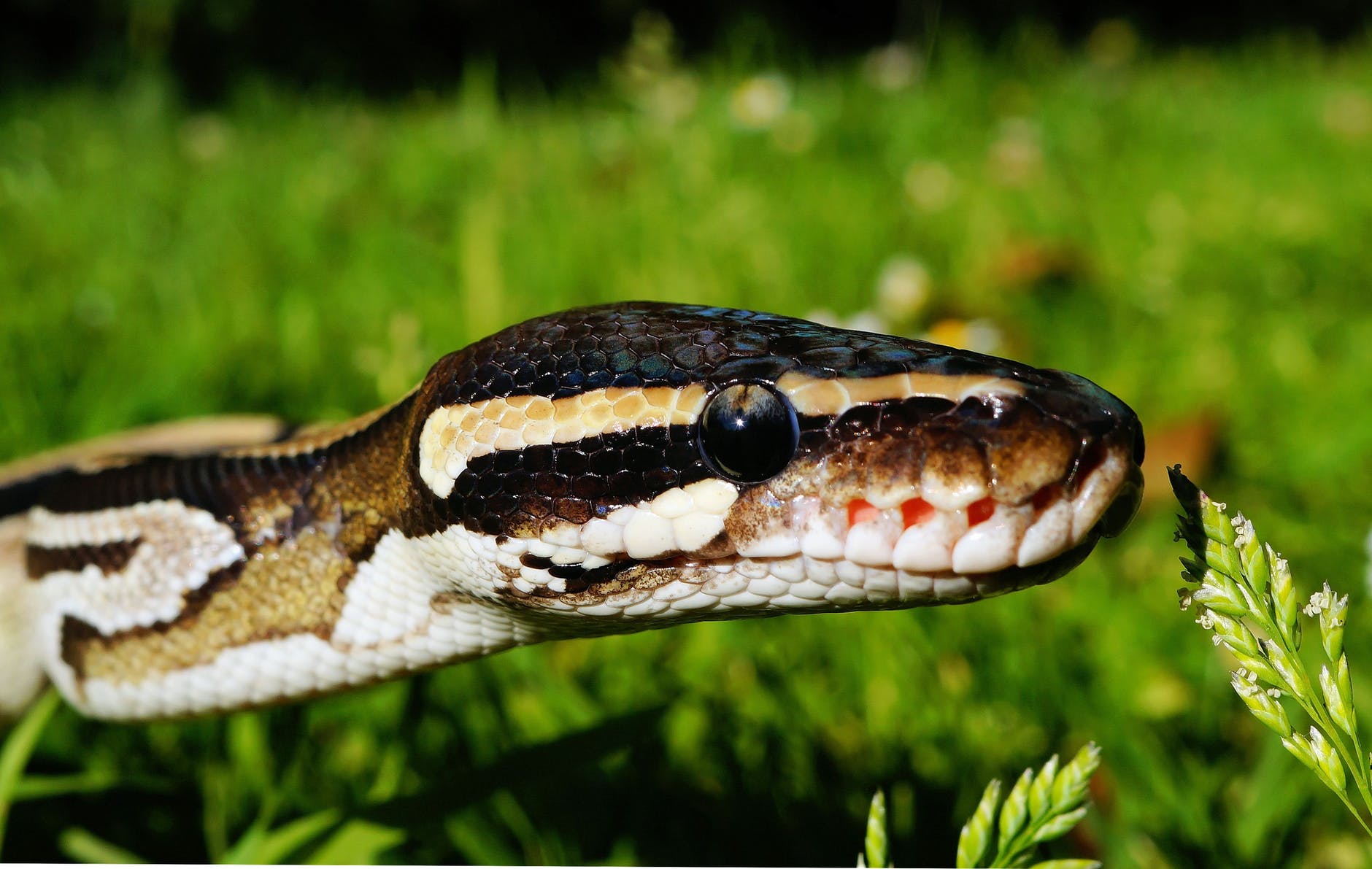 Best Snake Repellent Plants To Keep Snakes Away From Your Home & Garden