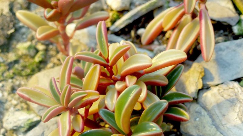 Eye-Catching Types of Peperomia Plants