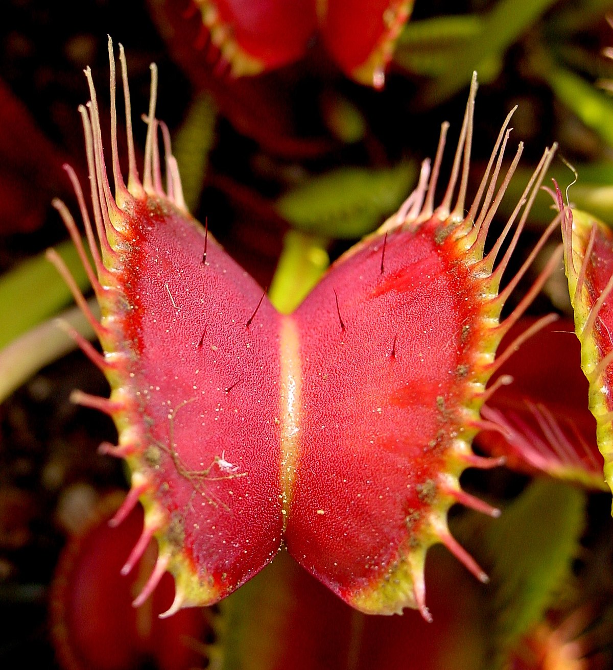 How To Grow Venus Fly Trap: A Complete Guide